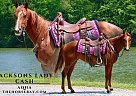Quarter Horse - Horse for Sale in Tompkinsville, KY 42167