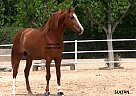 Sultán - Stallion in Barcelona, Sultán - Stallion in Barcelona,