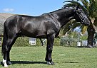 Ulemo - Stallion in Barcelona, Ulemo - Stallion in Barcelona,
