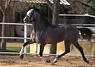 Vanidoso - Stallion in Barcelona, Vanidoso - Stallion in Barcelona,