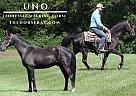 Tennessee Walking - Horse for Sale in Parkers Lake, KY 42634