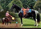 Tennessee Walking - Horse for Sale in Kentwood, LA 70444