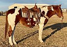 Quarter Horse - Horse for Sale in Englewood, FL 34224 Quarter Horse - Horse for Sale in Englewood, FL 34224