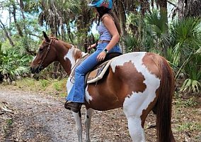 Quarter Horse (Quarter Horse, Mare) in Englewood, FL