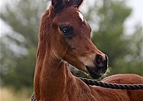 Arabian (Arabian, Stallion) in Whitewater, WI
