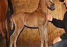 2019 Chestnut Arabian Colt 2019 Chestnut Arabian Colt