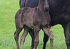 Friesian - Horse for Sale in Decorah, IA 52101 Friesian - Horse for Sale in Decorah, IA 52101