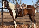 Paint - Horse for Sale in Morrilton, AR 72110 Paint - Horse for Sale in Morrilton, AR 72110