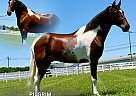 Tennessee Walking - Horse for Sale in , TN 37091