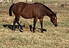 Sexy Bucks - Mare in Milnor, ND Sexy Bucks - Mare in Milnor, ND