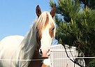 Beautiful Paint Mare Peaches