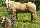 Tennessee Walking - Horse for Sale in ALPHARERTTA, GA 30023 Tennessee Walking - Horse for Sale in ALPHARERTTA, GA 30023