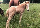 Quarter Horse - Horse for Sale in Monticello, KY 42633