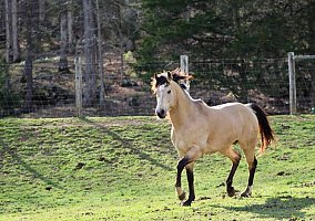 Quarter Horse (Quarter Horse, Stallion) in Monticello, KY