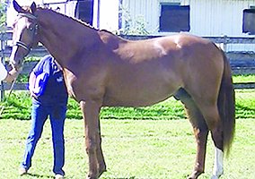Warmblood (Warmblood, Stallion) in Highland, MI
