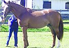 Holsteiner - Horse for Sale in Highland, MI 49357 Holsteiner - Horse for Sale in Highland, MI 49357
