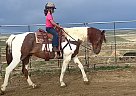 Draft - Horse for Sale in Fort Collins, CO 80524