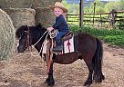 Miniature - Horse for Sale in Tendoy, ID 83468 Miniature - Horse for Sale in Tendoy, ID 83468