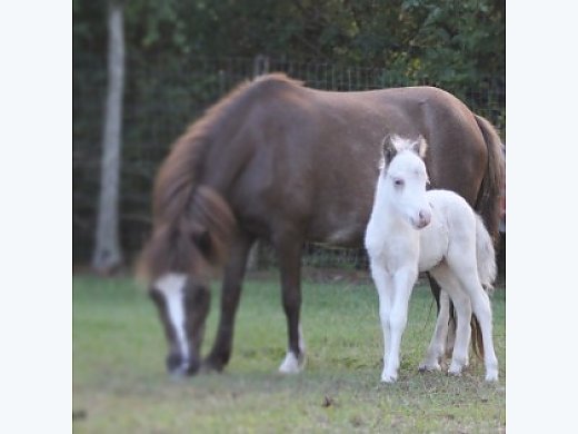 Miniature Tovero Colt A/R