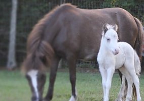 Miniature Horse (Miniature Horse, Stallion) in Jupiter, FL