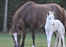 Miniature - Horse for Sale in Jupiter, FL 33478 Miniature - Horse for Sale in Jupiter, FL 33478
