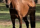 Quarter Horse - Horse for Sale in Athens, TN 37303 Quarter Horse - Horse for Sale in Athens, TN 37303