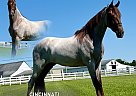 Tennessee Walking - Horse for Sale in , TN 37091