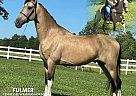 Tennessee Walking - Horse for Sale in Lewisburg, TN 37091 Tennessee Walking - Horse for Sale in Lewisburg, TN 37091