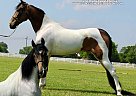 Spotted Saddle - Horse for Sale in Lewisburg, TN 37091 Spotted Saddle - Horse for Sale in Lewisburg, TN 37091