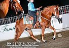 Tennessee Walking - Horse for Sale in , KY 427719