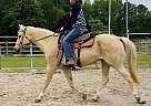 Quarter Horse - Horse for Sale in Rocky Mount, NC 27801 Quarter Horse - Horse for Sale in Rocky Mount, NC 27801