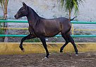 Andalusian - Horse for Sale in Canyon, CA 91387