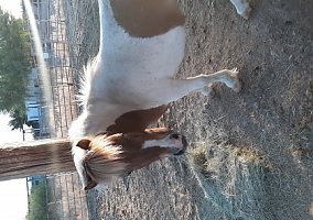 Miniature Horse (Miniature Horse, Gelding) in Sahuarita, AZ