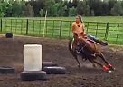 Cats Dual Jazz 8 Year old Geldin... Quarter Horse Gelding