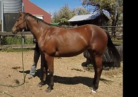 Nice Performance Prospect Quarter Horse Mare