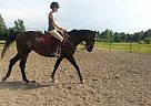 Horse Available for In House Hal... Thoroughbred Gelding