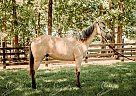 Bacardi - Stallion in Tennessee Ridge, TN Bacardi - Stallion in Tennessee Ridge, TN