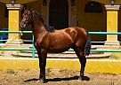 Andalusian - Horse for Sale in Canyon, CA 91387 Andalusian - Horse for Sale in Canyon, CA 91387