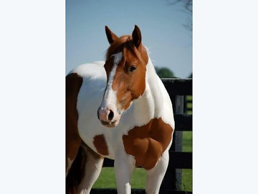 Beautiful 2 YO APHA Gelding