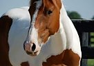 Paint - Horse for Sale in Hampshire, IL 60140