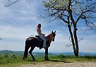 Black Pearl - Mare in Fincastle, VA Black Pearl - Mare in Fincastle, VA