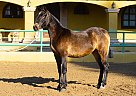 Andalusian - Horse for Sale in Canyon, CA 91387 Andalusian - Horse for Sale in Canyon, CA 91387