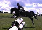 Thoroughbred Gelding for Sale in Georgetown, Massachusetts Thoroughbred Gelding for Sale in Georgetown, Massachusetts