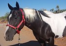 Gorgeous Tobiano Mare Paint Mare