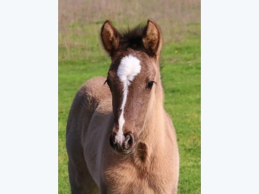 Grulla Half-Andalusian 2024 Colt