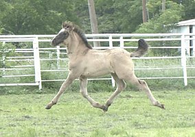 Andalusian / PRE (Andalusian / PRE, Stallion) in Mildred, TX