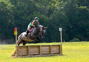 Thoroughbred (Thoroughbred, Mare) in Chesapeake, VA