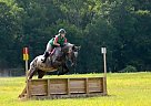 Thoroughbred - Horse for Sale in Chesapeake, VA 23322