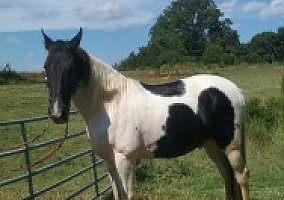 Joe (Tennessee Walking, Stallion) in Ocoee, TN