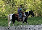 Shiloh - Gelding in West Liberty, KY Shiloh - Gelding in West Liberty, KY